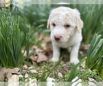 Small Photo #1 Poodle (Standard) Puppy For Sale in MUSKOGEE, OK, USA
