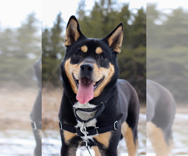 Medium Photo #7 Mutt Puppy For Sale in Bemidji, MN, USA