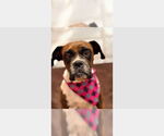 Small #2 Boxer