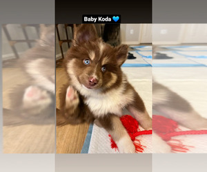 Pomsky Puppy for sale in GERMANTOWN, MD, USA