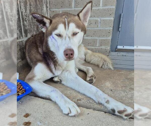 Medium Photo #1 Huskies -Unknown Mix Puppy For Sale in San Antonio, TX, USA