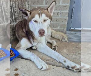 Huskies -Unknown Mix Dogs for adoption in San Antonio, TX, USA