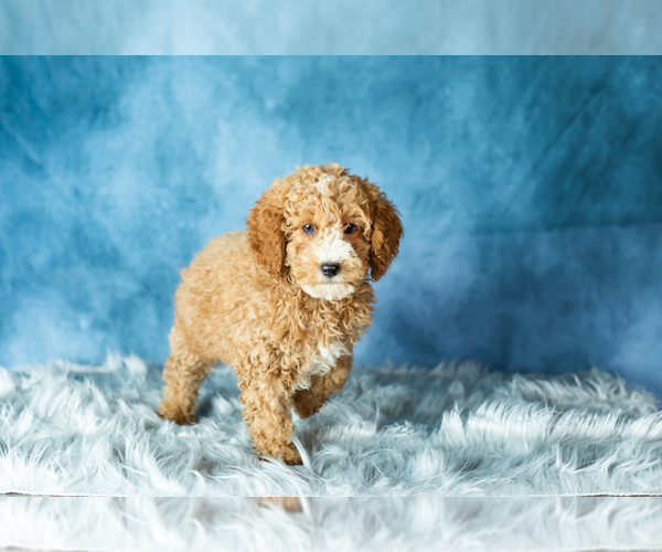 Medium Photo #5 Poodle (Miniature) Puppy For Sale in SHIPSHEWANA, IN, USA