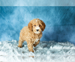 Small Photo #5 Poodle (Miniature) Puppy For Sale in SHIPSHEWANA, IN, USA