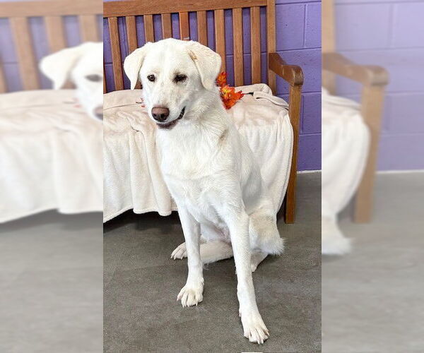 Medium Photo #2 Labrador Retriever-Unknown Mix Puppy For Sale in Genesee, WI, USA