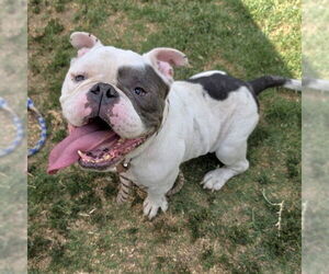 Bulldog Dogs for adoption in Long Beach, CA, USA