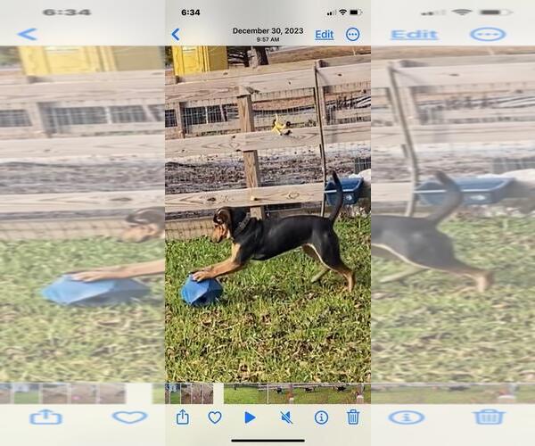 Medium Photo #9 Mutt Puppy For Sale in Holly Springs, NC, USA