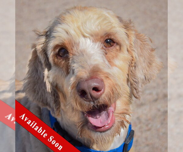 Medium Photo #1 Mutt Puppy For Sale in Huntley, IL, USA