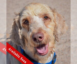 Cooper - Male Mutt Dog for Adoption