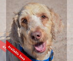 Cooper - Male Mutt Dog for Adoption - Small photo