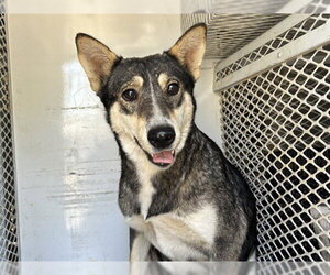 Siberian Husky-Texas Heeler Mix Dogs for adoption in Bakersfield, CA, USA