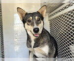 *SISSY - Female Siberian Husky-Texas Heeler Mix Dog for Adoption - Small photo