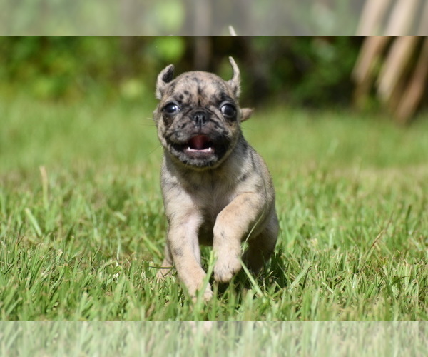 Medium Photo #6 Pug Puppy For Sale in PALM COAST, FL, USA