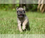 Small #5 Pug