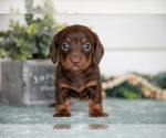 Small #1 Dachshund