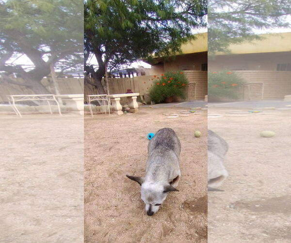 Medium Photo #2 Chihuahua Puppy For Sale in Apple Valley, CA, USA