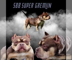 Father of the American Bully puppies born on 06/05/2023
