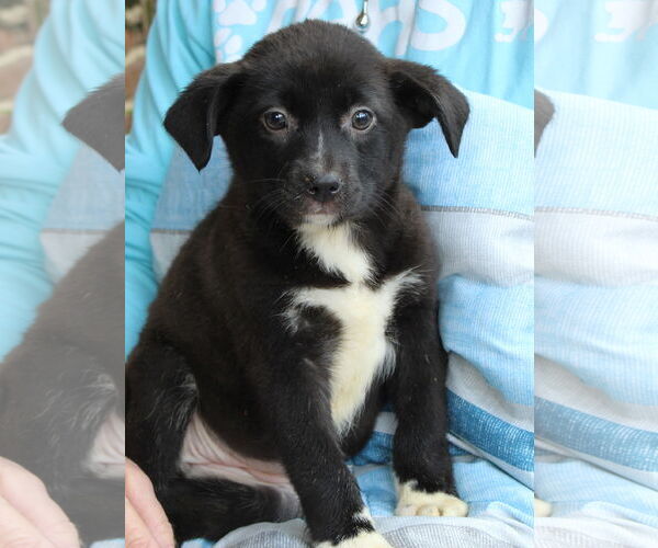 Medium Photo #2 Labrador Retriever-Unknown Mix Puppy For Sale in Prattville, AL, USA