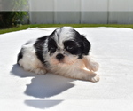Small #2 Shih Tzu