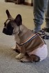 Small Photo #20 French Bulldog Puppy For Sale in ADRIAN, MI, USA
