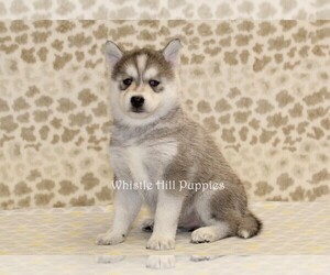 Pomsky Puppy for sale in DENVER, PA, USA