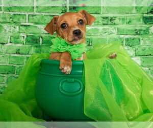 Mutt Dogs for adoption in phoenix, AZ, USA