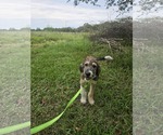Small #6 Poodle (Standard) Mix