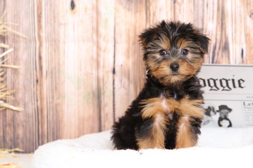 Medium Photo #3 Yorkshire Terrier Puppy For Sale in BEL AIR, MD, USA