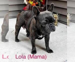 Mother of the French Bulldog puppies born on 09/16/2023