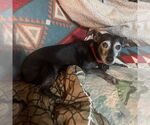 Small Basset Hound Mix