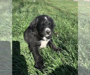 Bernese Mountain Dog-Goldendoodle Mix Puppy for sale in LOUISVILLE, IL, USA