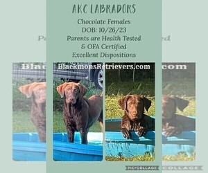 Labrador Retriever Puppy for sale in BROWNS VALLEY, CA, USA