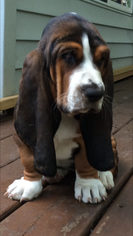 Basset Hound Puppy for sale in NORTH BRANCH, MN, USA