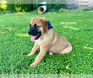 American Mastiff-Saint Bernard Mix Puppy for sale in HATCH, NM, USA