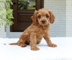 Small #3 Cavapoo (Miniature)