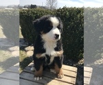 Small Photo #1 Bernese Mountain Dog Puppy For Sale in GOSHEN, IN, USA