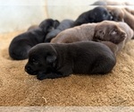 Litter of 12 - Male(s) and Female(s) Labrador RetrieverLitter of Puppies for Sale - Photo #4