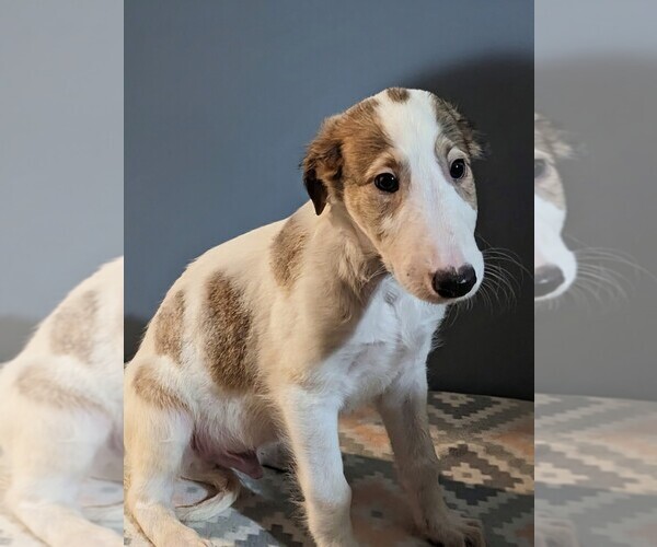 Medium Photo #4 Borzoi Puppy For Sale in FULTON, NY, USA