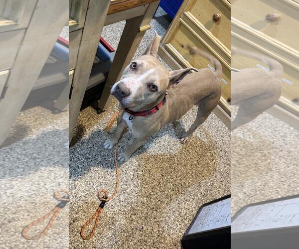 Medium Photo #2 Mutt Puppy For Sale in Incline Village, NV, USA