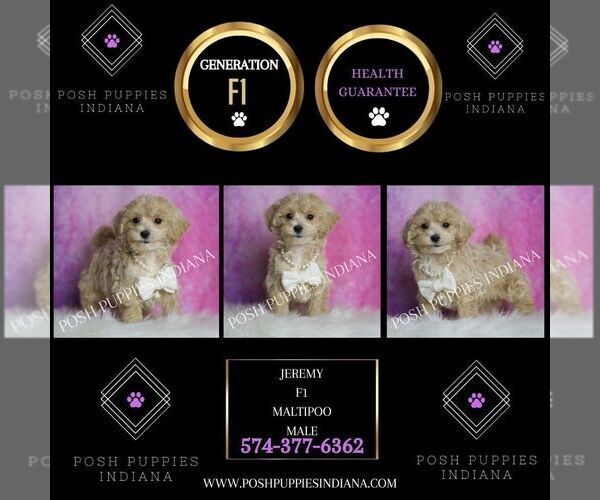Medium Photo #6 Maltipoo Puppy For Sale in WARSAW, IN, USA