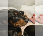 Small #16 Doberman Pinscher