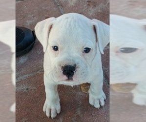 Boxer Puppy for sale in WILDWOOD, FL, USA