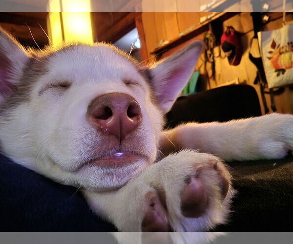 Medium Photo #4 Siberian Husky-Unknown Mix Puppy For Sale in Rochester, NY, USA