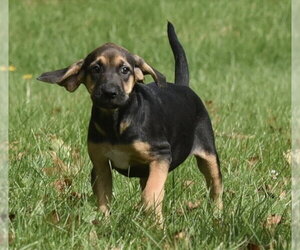 Australian Shepherd-Unknown Mix Dogs for adoption in Mechanicsburg, PA, USA