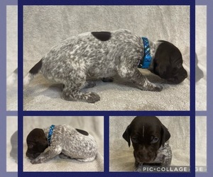 Newfoundland Puppy for sale in APPLETON, WI, USA