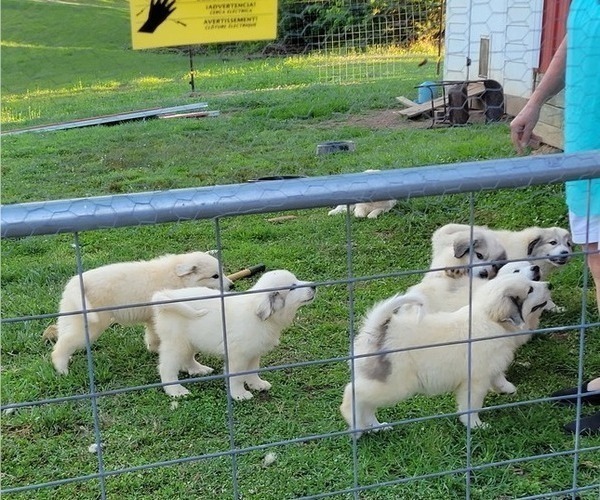 Medium Photo #3 Great Pyrenees Puppy For Sale in RUTHER GLEN, VA, USA