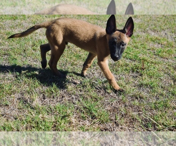 Medium Photo #4 Belgian Malinois Puppy For Sale in DALLAS, TX, USA