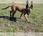 Small Photo #4 Belgian Malinois Puppy For Sale in DALLAS, TX, USA