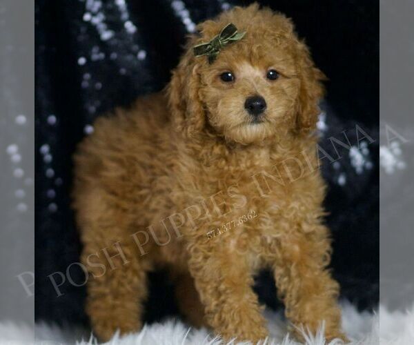 Medium Photo #4 Poodle (Toy) Puppy For Sale in WARSAW, IN, USA