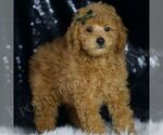 Small #3 Poodle (Toy)